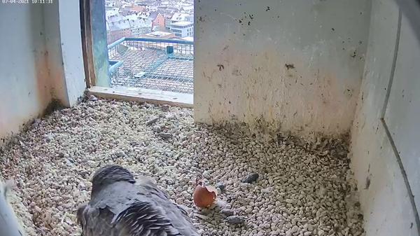 Häufiger Anblick - obwohl die Küken doch längst alle geschlüpft sind: Der Nachwuchs wird gehudert. Das heißt, dass die Küken von der Vogelmama vorsichtig unter die Fittiche genommen wird. So kräftig die kleinen Vögel nämlich noch piepsen, so empfindlich sind sie eben auch noch bei Kälte.