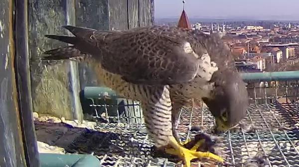 Vesper mit Aussicht: Was der Mensch genießt, findet auch ein Wanderfalke durchaus ganz nett.
