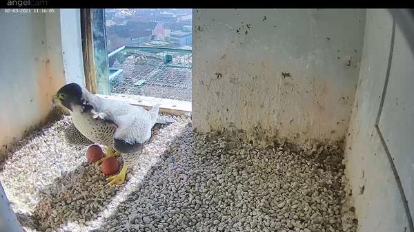 ...Dann noch eins, dann noch eins und am Ende sogar noch ein viertes. So richtig bebrütet wird das Gelege aber erst, wenn alle Eier gelegt sind. Der Nachwuchs soll schließlich möglichst gleichzeitig schlüpfen.