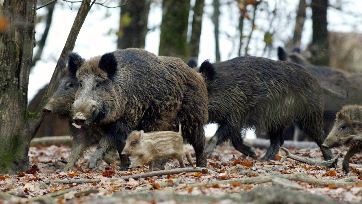 Achtung Autofahrer: Wildschweine sind in Gößweinstein unterwegs.