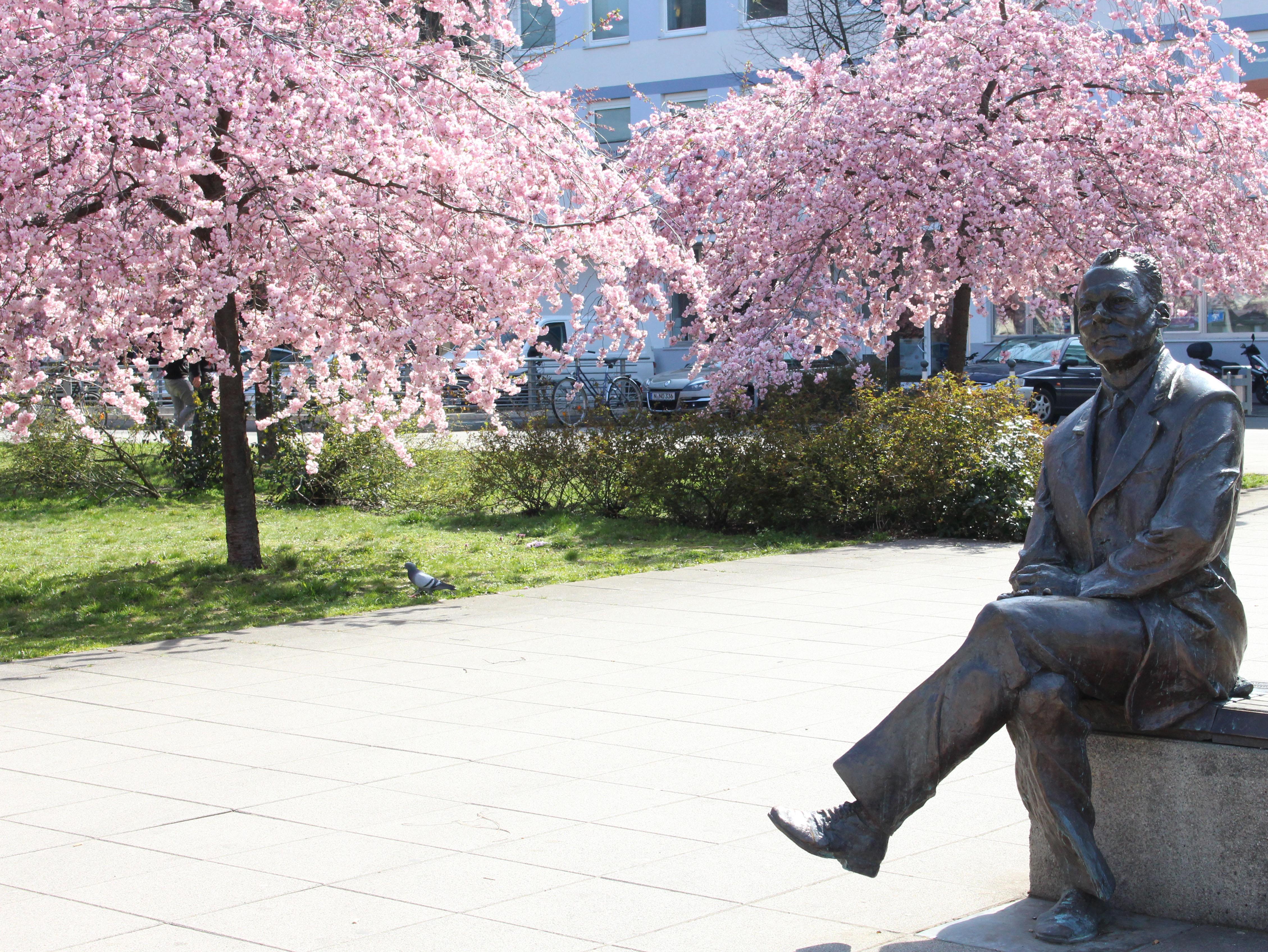 Jeden Frühling wieder verwandelt sich der kleine schlichte Platz hinter dem ZOB in ein Meer aus pinken Kirschblüten. Auf den flachen Bänken kann man dann eine wunderbare Mittagspause verbringen, und sich nebenbei mit dem früheren Bundeskanzler unterhalten, der hier tagein tagaus sitzt und zu keinem Selfie nein sagt.