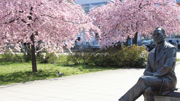 Jeden Frühling wieder verwandelt sich der kleine schlichte Platz hinter dem ZOB in ein Meer aus pinken Kirschblüten. Auf den flachen Bänken kann man dann eine wunderbare Mittagspause verbringen, und sich nebenbei mit dem früheren Bundeskanzler unterhalten, der hier tagein tagaus sitzt und zu keinem Selfie nein sagt.