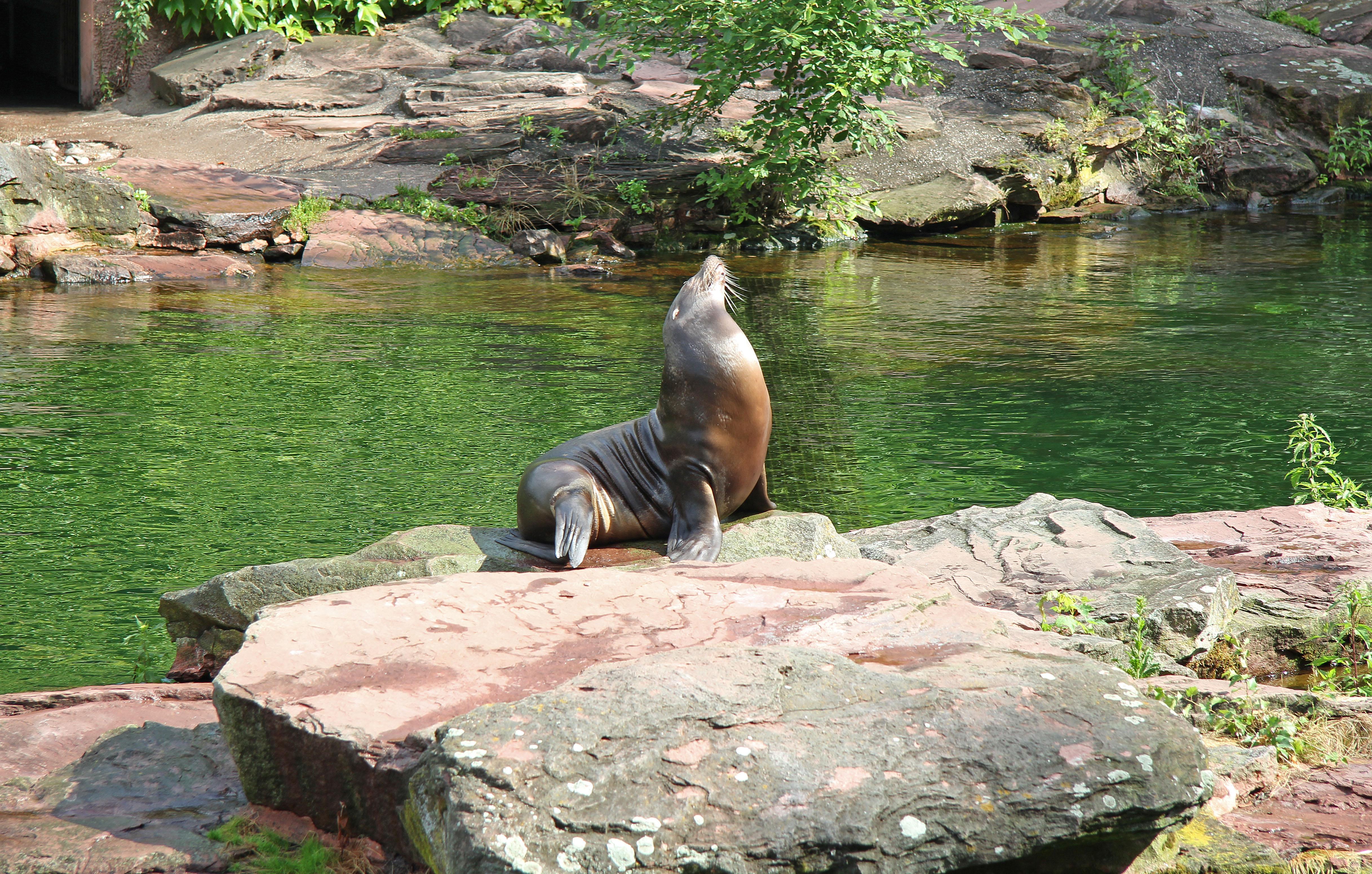 Auf ihn sind sie besonders stolz, die Nürnberger: Der Tiergarten ist Kinder-Paradies, weitläufiges Parkgelände und Freiluft-Lernstätte zugleich. Wer sämtliche tierischen Bewohner schon beim Namen kennt, kann beim "Bionischen Rundgang" lernen, wie aus tierischen Angewohnheiten technische Innovation wird.