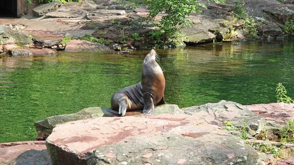 Auf ihn sind sie besonders stolz, die Nürnberger: Der Tiergarten ist Kinder-Paradies, weitläufiges Parkgelände und Freiluft-Lernstätte zugleich. Wer sämtliche tierischen Bewohner schon beim Namen kennt, kann beim "Bionischen Rundgang" lernen, wie aus tierischen Angewohnheiten technische Innovation wird.