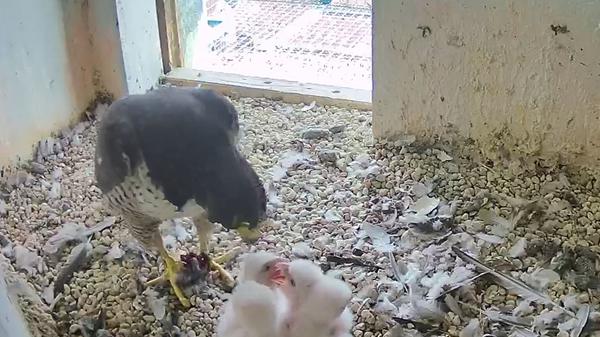 Schnappschuss vom 13. April: Die Küken sind schon ein ganzes Stück gewachsen. Kein Wunder, sie fressen haben ja auch schon eine ganze Menge gefressen. In der Höhle liegen massig Federn - die Überreste der Beute.