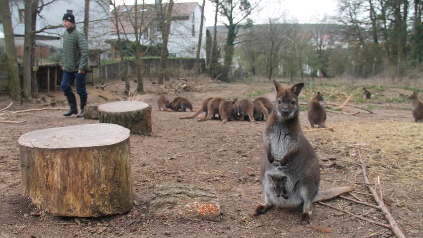 Hoppala! 23 Mini-Kängurus tollen im Garten herum
