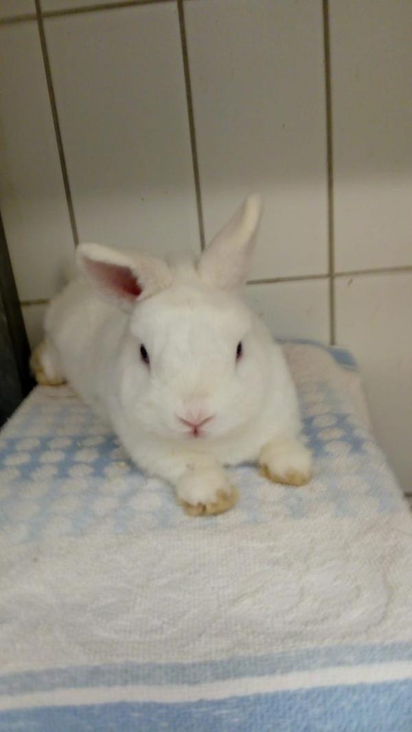 Muck ist ein Zwergkaninchen, männlich und kastriert. Geboren wurde er Mitte 2020. "Mucks" Pelz ist schneeweiß. Er hat rosa schimmernde, relativ kleine Öhrchen und blaue Augen. "Muck" ist insgesamt recht zierlich. Er ist ein Hermelinkaninchen. "Muck" stammt aus einem unerwünschten Wurf. Wenn man "Muck" zum ersten Mal sieht, findet man ihn sofort unwillkürlich süß oder niedlich. Das kann "Muck" aber gar nicht leiden. Er ist doch kein Spielzeug! "Muck" ist ein ernstzunehmender Kaninchenmann, der nach außen hin gern den großen Macker spielt, aber tief im Inneren doch ein bisschen unsicher ist. Er wünscht sich eine nette Kaninchenpartnerin, der gegenüber er sich wie der perfekte Gentleman verhalten wird - inklusive Öhrchen schlecken und gemeinsamem Liegen mit Körperkontakt, nachdem man sich zusammen beim täglichen Freilauf in der Wohnung ausgepowert hat. Dann kommt "Mucks" weicher Kern zum Vorschein, und vielleicht dürfen wir Menschen dann wenigstens das ein bisschen süß finden.