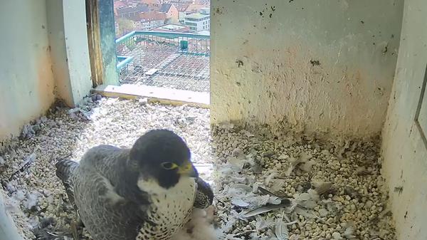 14. April: Die Küken sind schon wieder gewachsen. Jetzt schauen sie auch schon immer wieder unter der hudernden Falkenmama hervor.