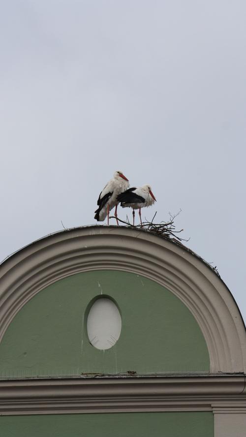 Erster Versuch: Das junge Storchenpaar beginnt auf dem Giebel des Hanselmann-Hauses in Gunzenhausen mit dem Bau eines Nests.