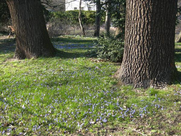 Ein kleines Meer an Blausternen blühte in diesem Frühjahr im eingezäunten Bereich rund um die schützenswerten Alteichen im Hummelsteiner Park. Ein kleines Meer an Blausternen blühte in diesem Frühjahr im eingezäunten Bereich rund um die schützenswerten Alteichen im Hummelsteiner Park.