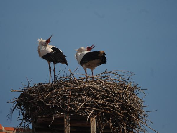 Ein Storch sitzt im Nest auf dem Gelege, der andere ist unterwegs. Kehrt er zurück, begrüßen sich die beiden.