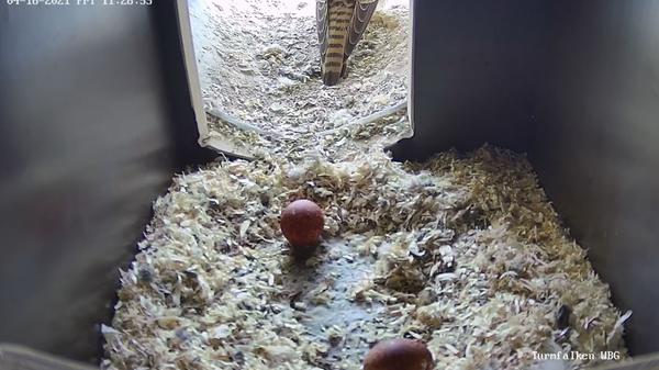 Kleiner Abstecher zwischendurch zu den Turmfalken, die in einer Wohnanlage der WBG in Mögeldorf leben. Auch hier beobachtet eine Webcam das Geschehen. Zwei Eier wurden schon gelegt. Richtig gebrütet wird hier - wie bei den Wanderfalken auch - erst dann, wenn das Gelege komplett ist. Zur Webcam geht es hier entlang.