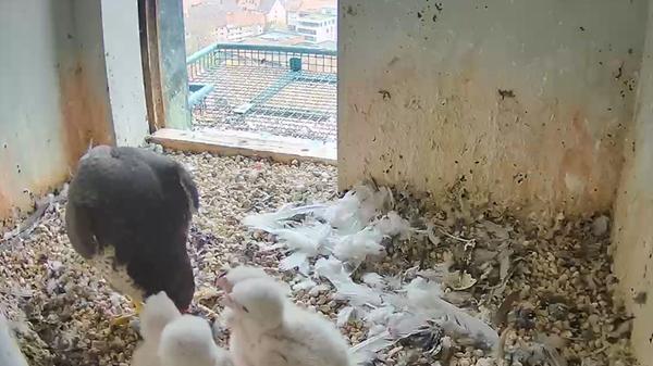 Da schaut man übers Wochenende mal nicht so aufmerksam nach den Küken, und am Montag sind sie plötzlich doppelt so groß.