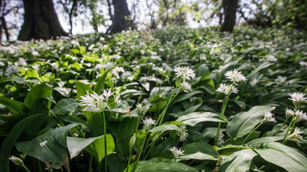 urn:newsml:dpa.com:20090101:210416-90-012038