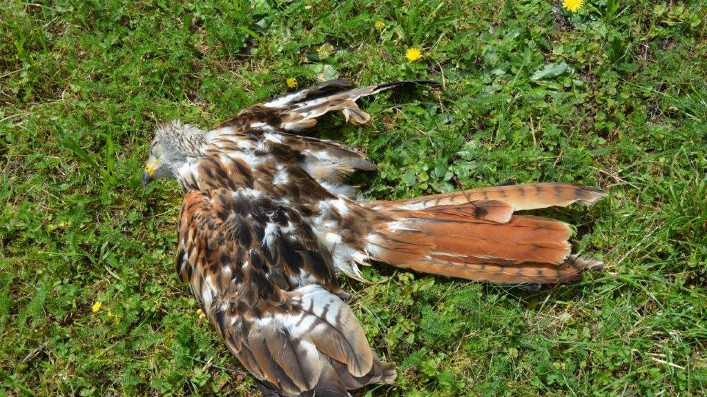 Trauriges Ergebnis: Viele Fälle von Wilderei in Altmühlfranken