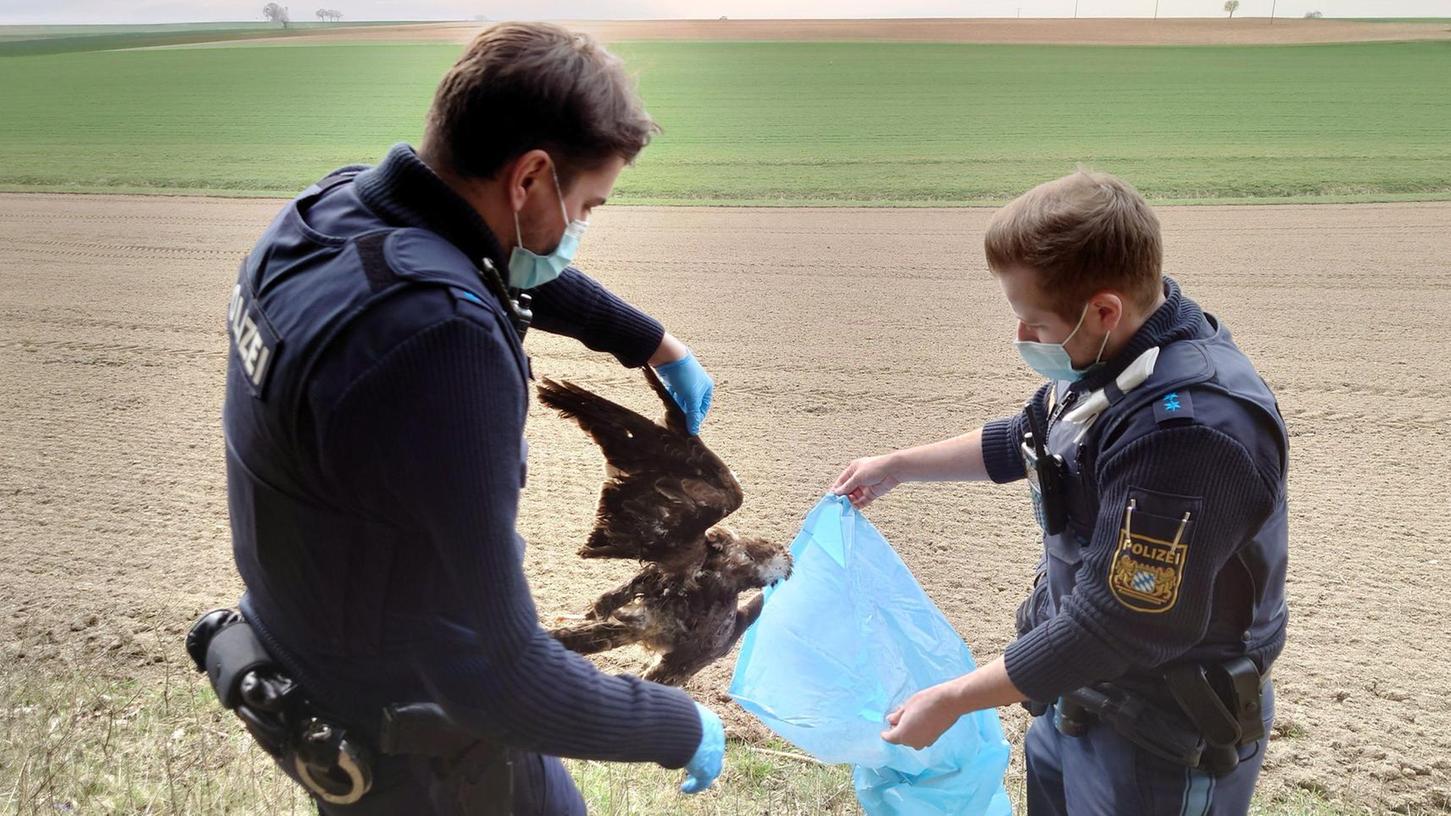 Bayerische Polizisten vor wenigen Wochen bei der Bergung eines mutmaßlich vergifteten Mäusebussards. Gegen Gift in Aasködern sind selbst große Großvögel wehrlos.