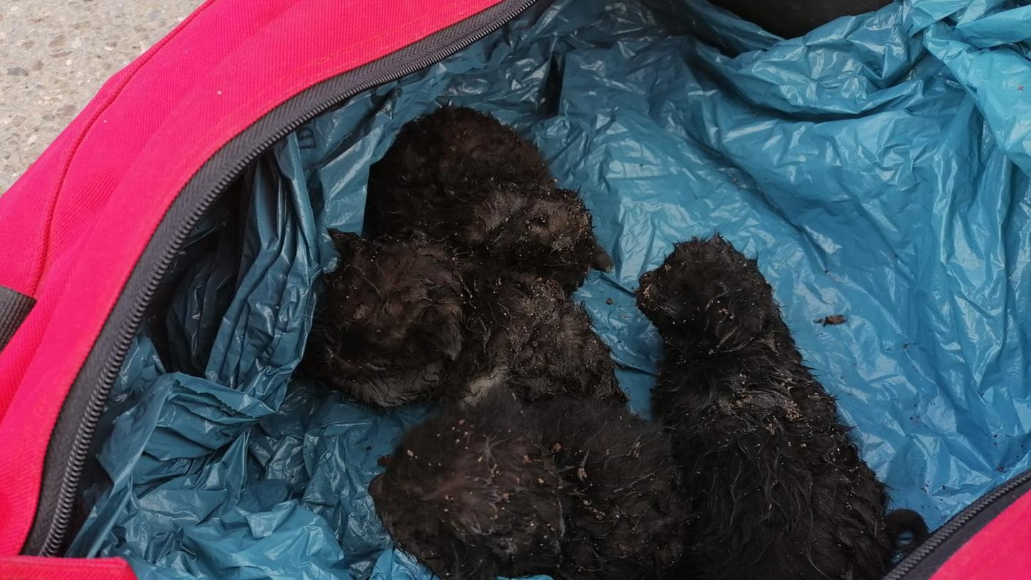 Nach Brand: Vier Babykatzen in Kellergewölbe gefunden Nach Brand: Vier Babykatzen in Kellergewölbe gefunden