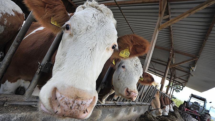 Die Milchproduktion ist ein einträgliches Milliardengeschäft - doch was richtet der starke Milchkonsum bei Menschen, Tieren und Umwelt an?