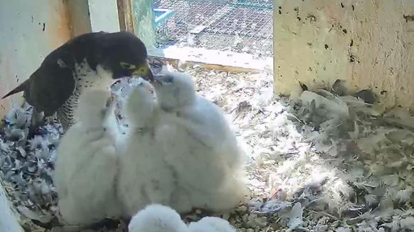 Jetzt sieht man es auch am Gefieder: Die Babyzeit ist bald vorbei. So langsam weicht der Flaum richtigen Federn.