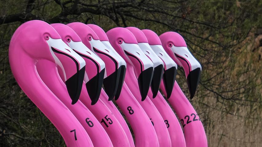 Nicht der "echte" Tiergarten, aber zumindest Flamingos: Aber für ein Tierfoto taugen die Tretboote am Dutzendteich allemal.