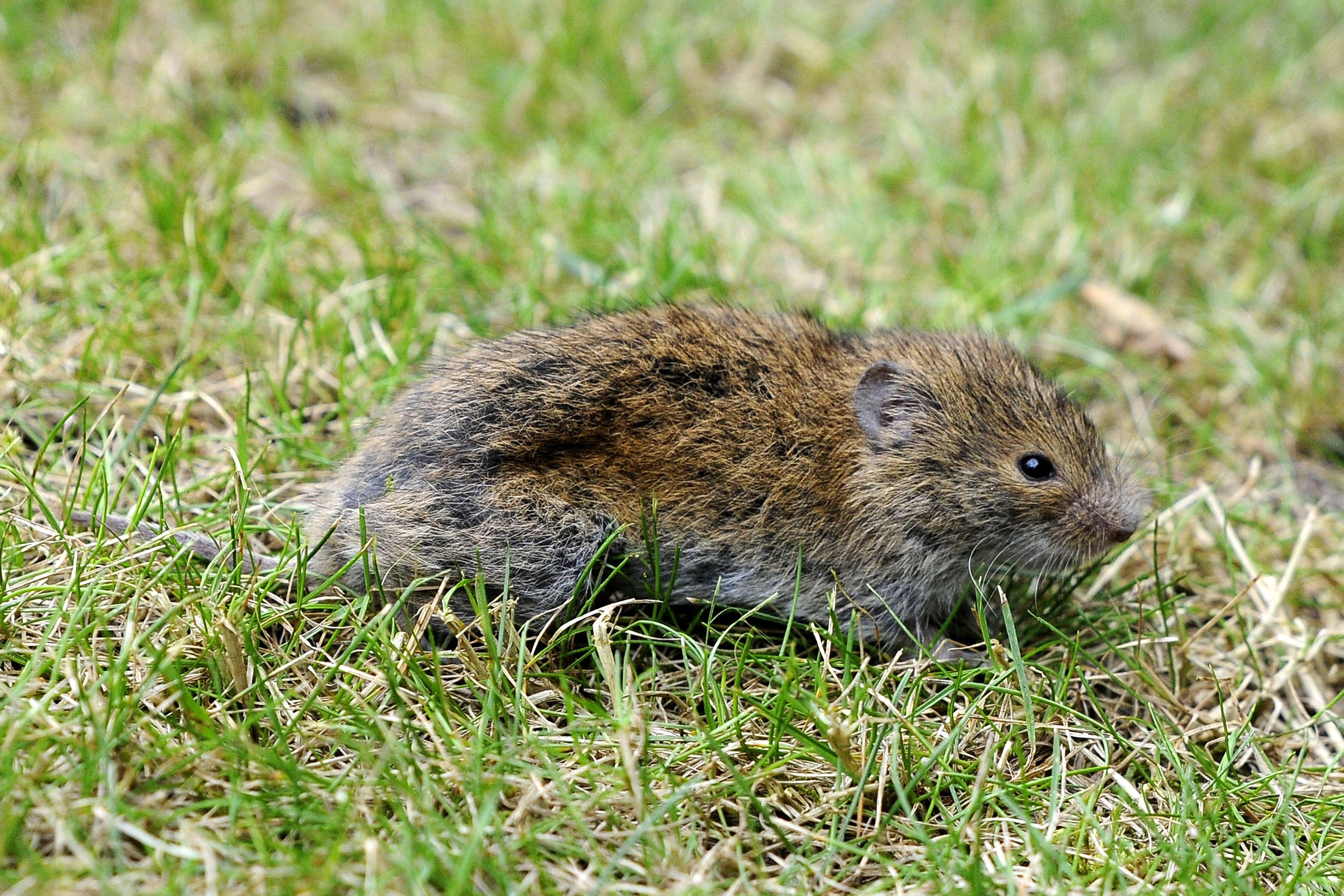 Geduckt im Gras, um nicht auch als Katzenfutter zu enden: eine Maus.