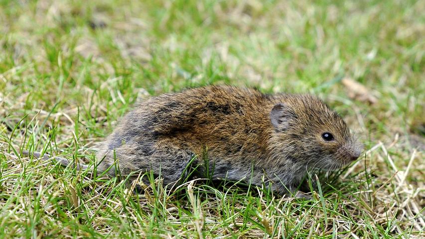Geduckt im Gras, um nicht auch als Katzenfutter zu enden: eine Maus.