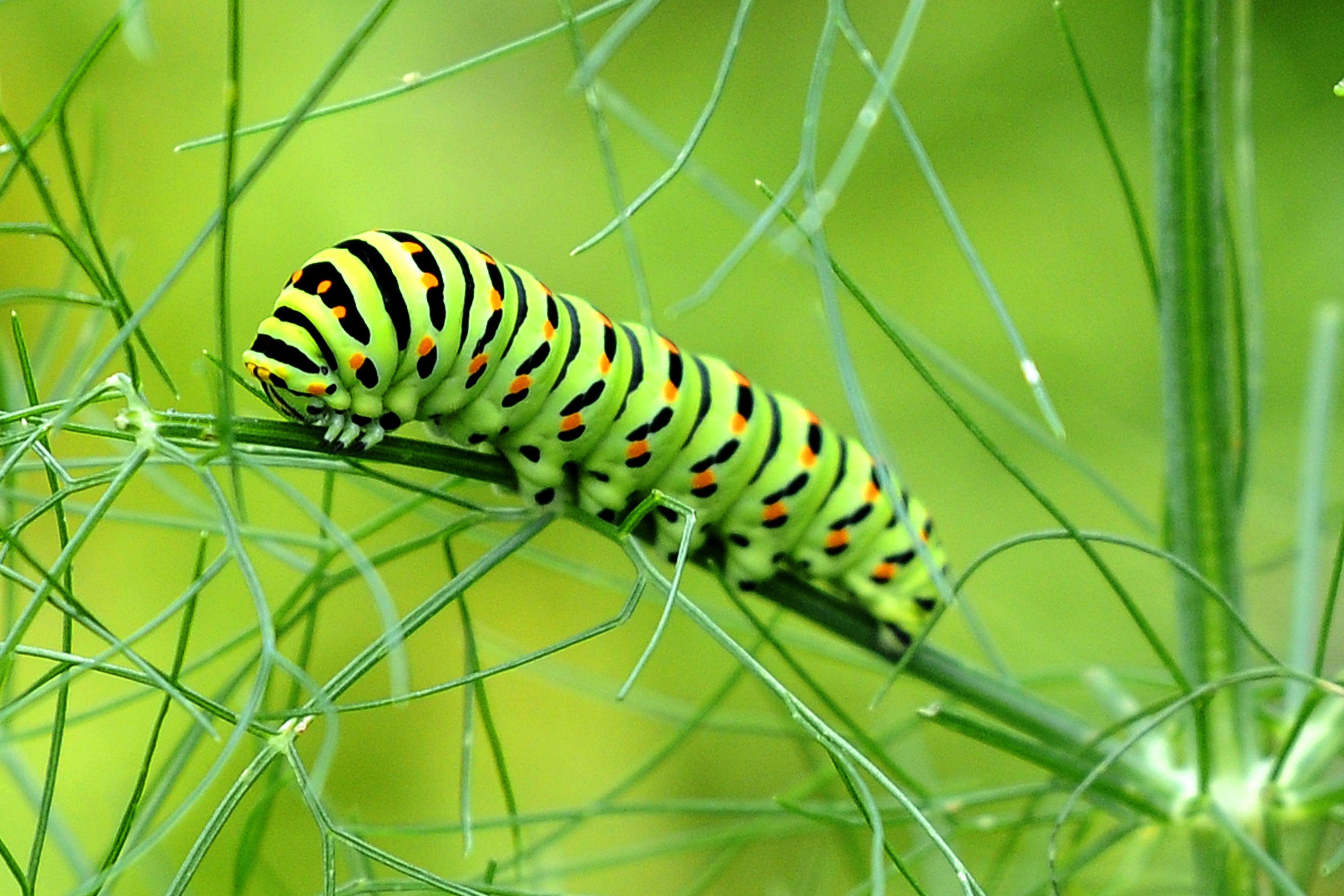 Prächtig: Die Raupe eines Schwalbenschwanzes.