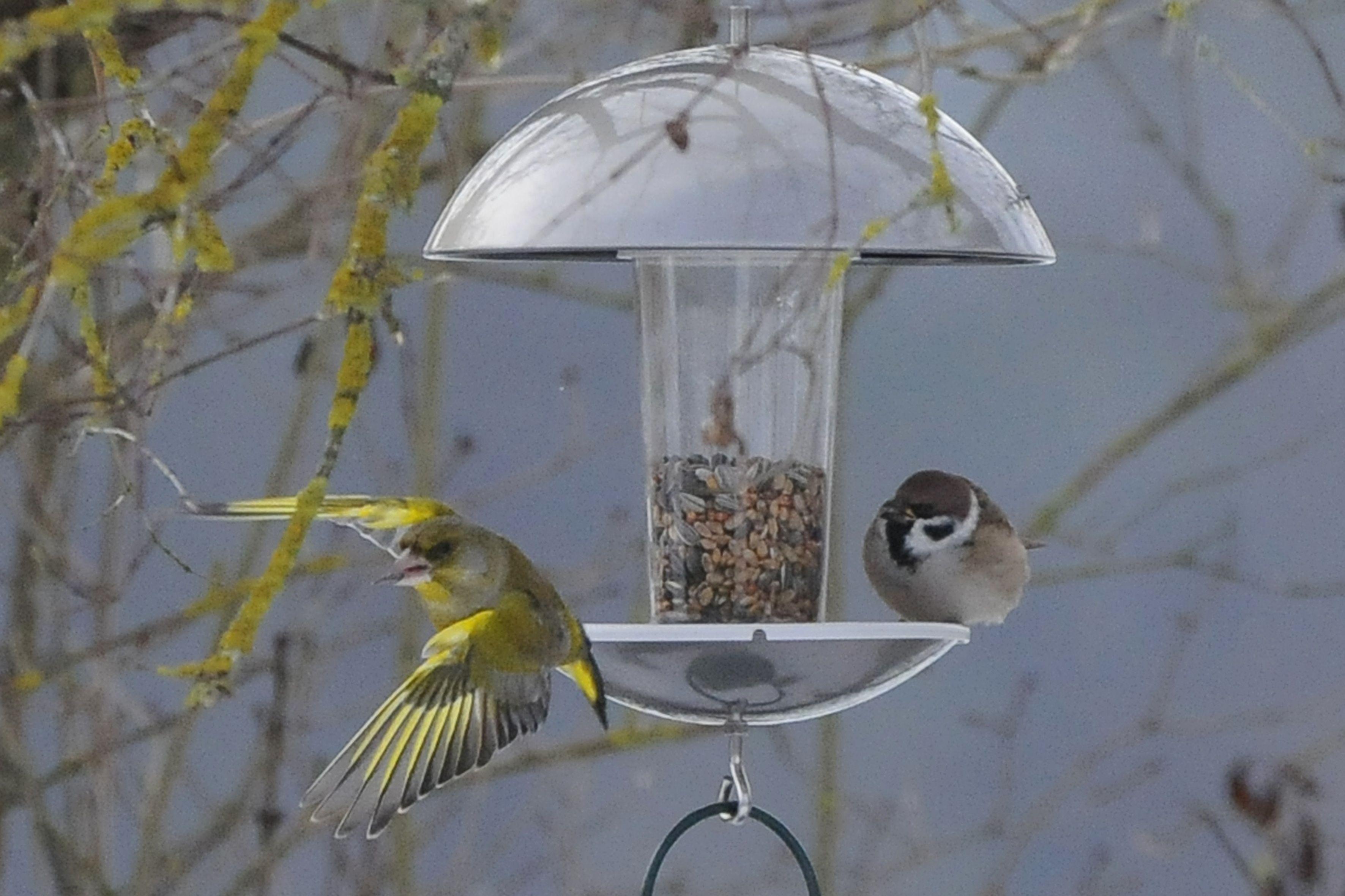 Grünfink und Sperling am Futterhaus.