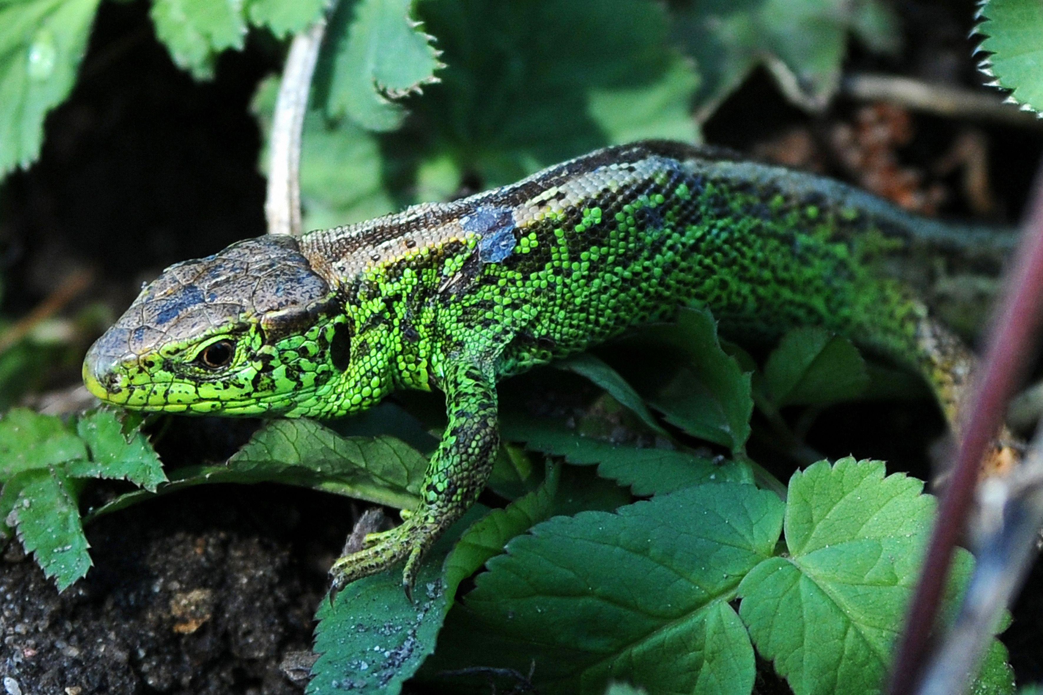 Gut getarnt und leider immer seltener: Eine Zauneidechse.