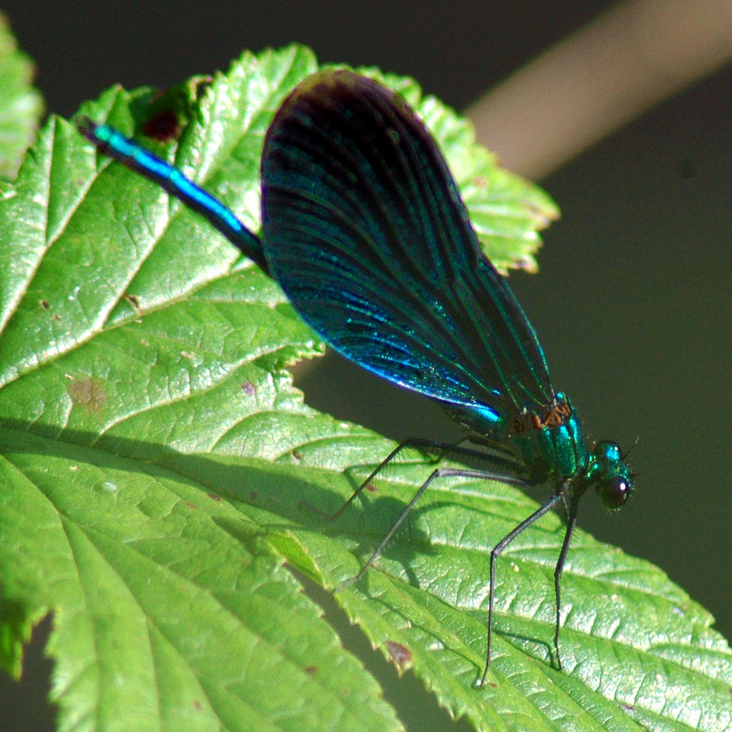Zierlicher Räuber: Die Blauflügel-Prachtlibelle.