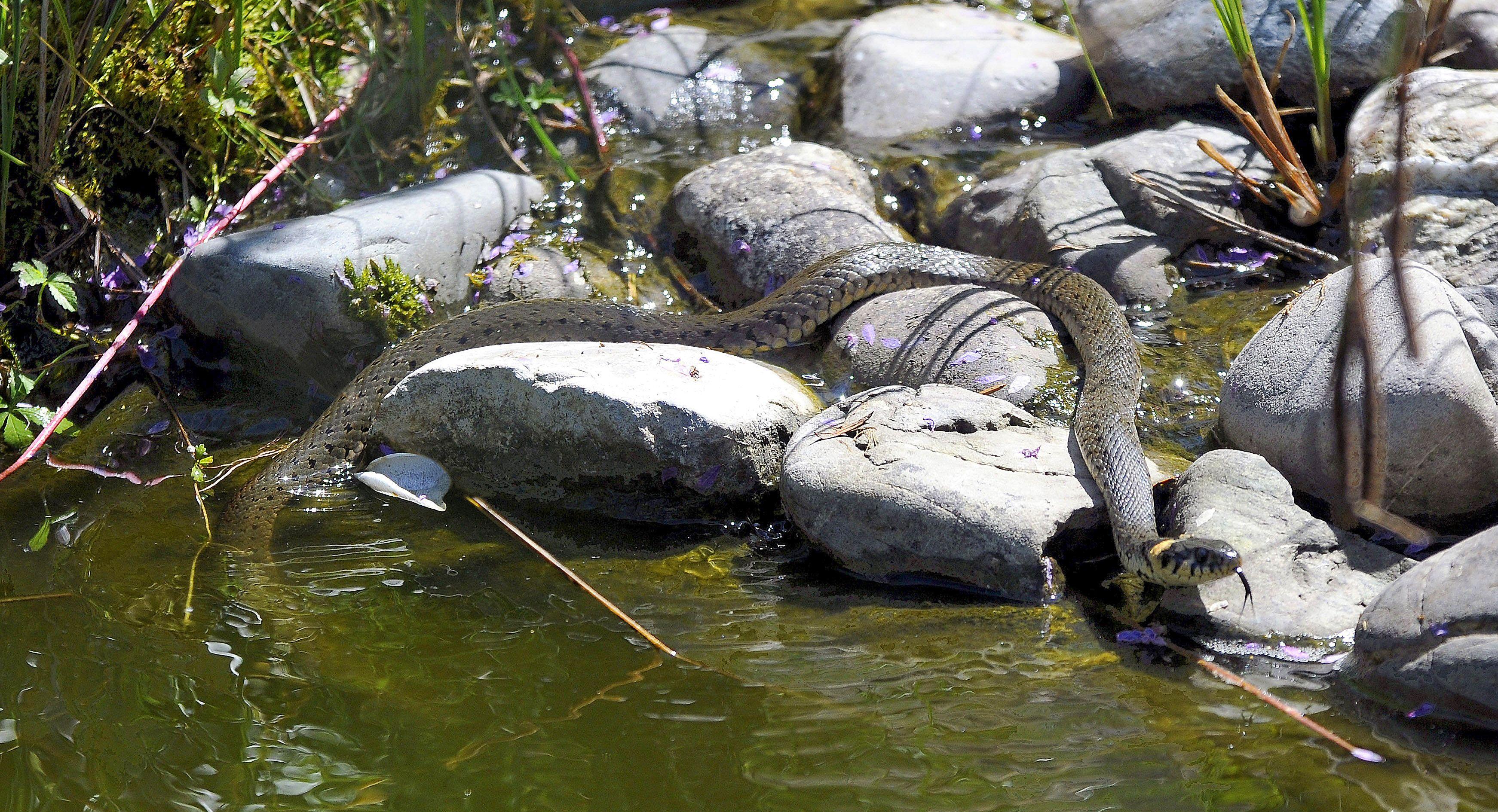 Schlängelnder Besucher: Eine Ringelnatter am Gartenteich.