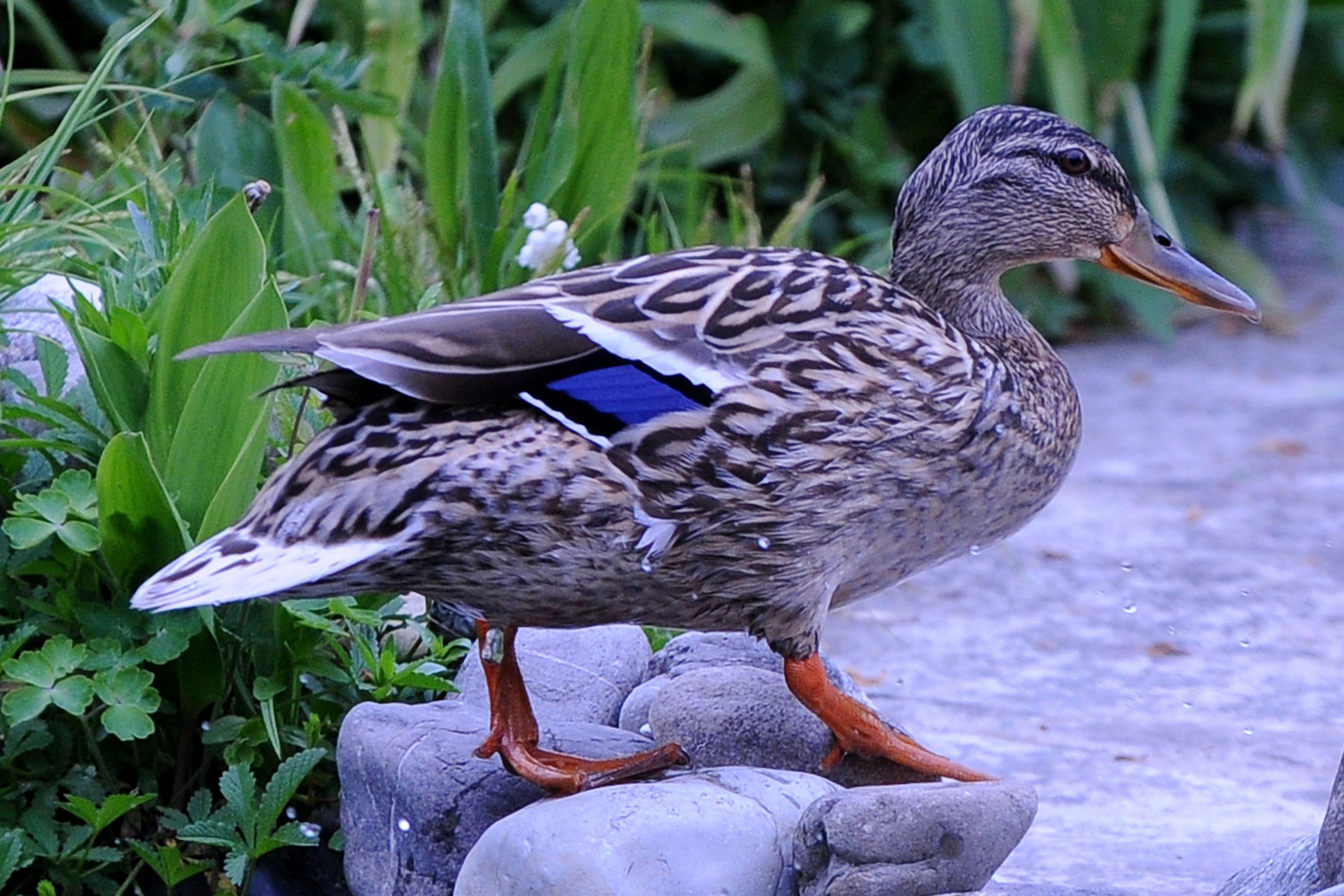 Watschelnder Teichbewohner: Eine Stockente.