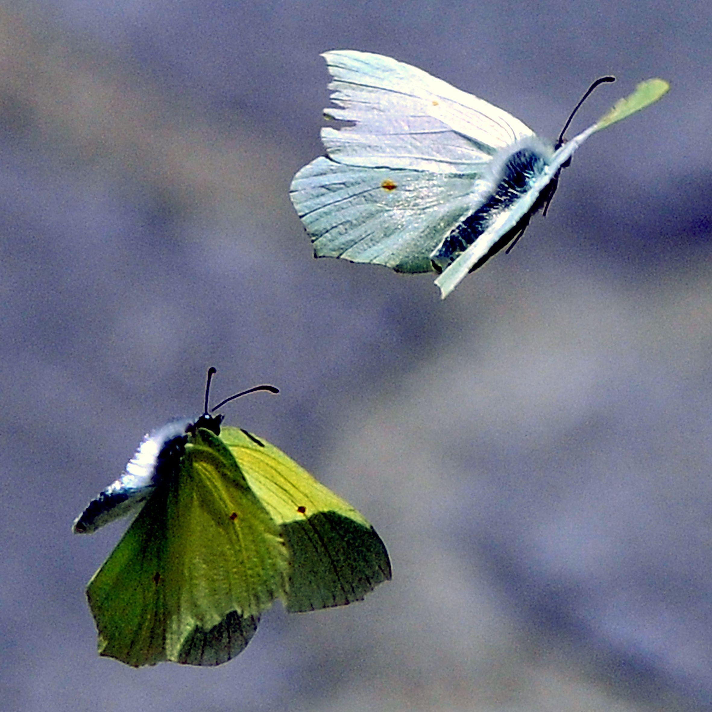 Frühlingsgefühle: Zwei Schmetterlinge beim Liebesspiel.