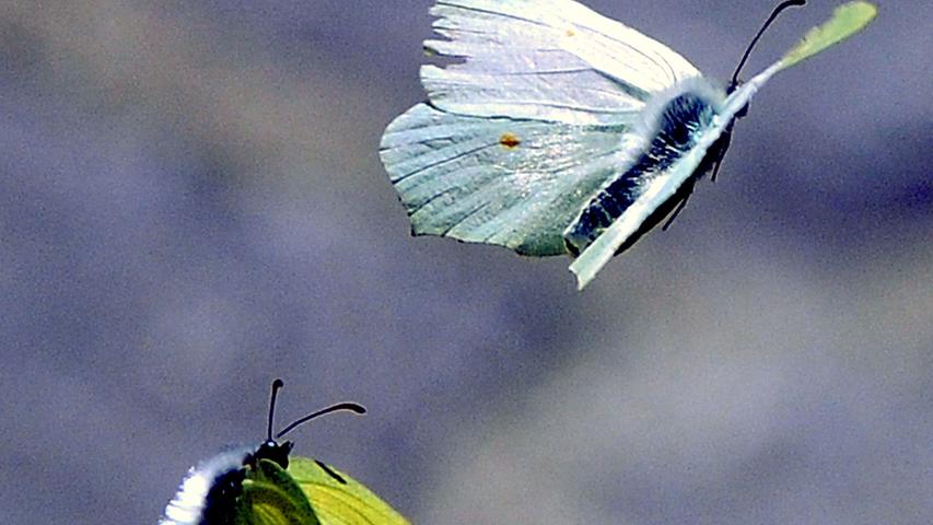 Frühlingsgefühle: Zwei Schmetterlinge beim Liebesspiel.