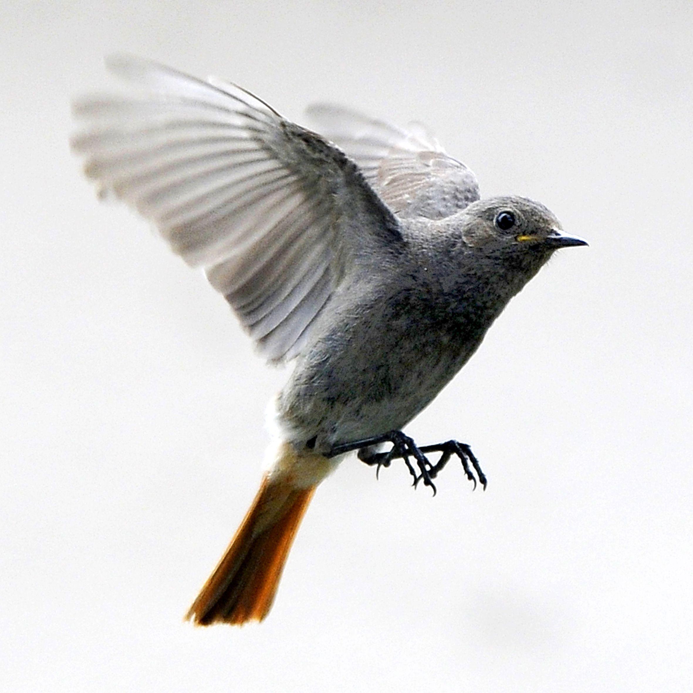 Flatterhaft: Ein Hausrotschwanz.