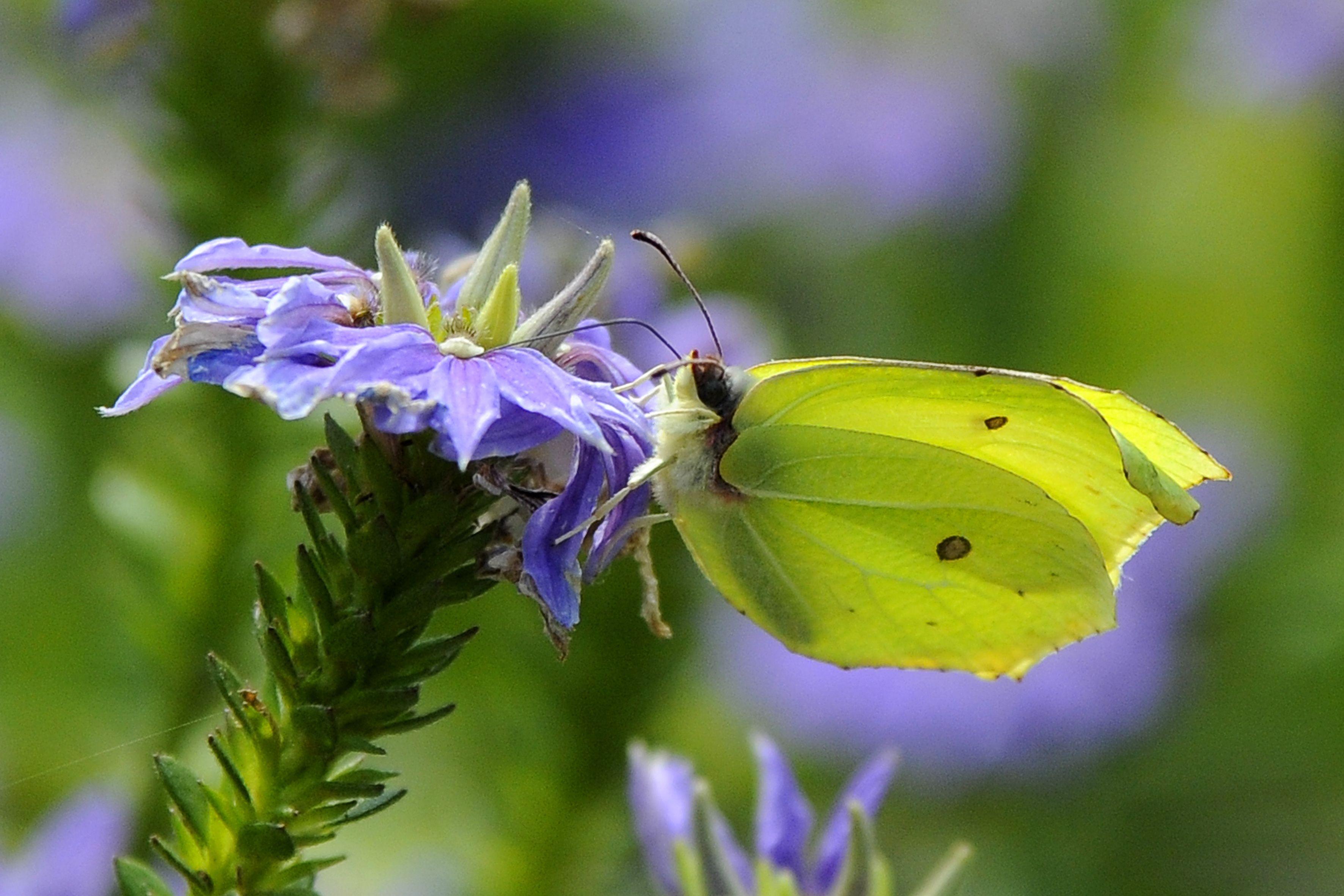 Knallgelber Frühlingsbote: Der Zitronenfalter.