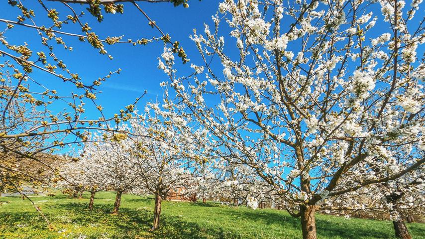 Jetzt ist der richtige Zeitpunkt, eine Radtour zu planen und die Kirschblüte zu bestaunen. Vor allem in der Fränkischen Schweiz und zwischen Forchheim und Heroldsberg bewirtschaften viele Obstbauern noch die Bäume mit den süßen Früchten. Die Gemeinde Kalchreuth versteht sich sogar als "Kirschendorf" und hat einen lehrreichen Kirschgarten anlegen lassen.