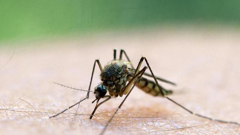 Mücken-Alarm: Was Sie gegen die Plagegeister tun können