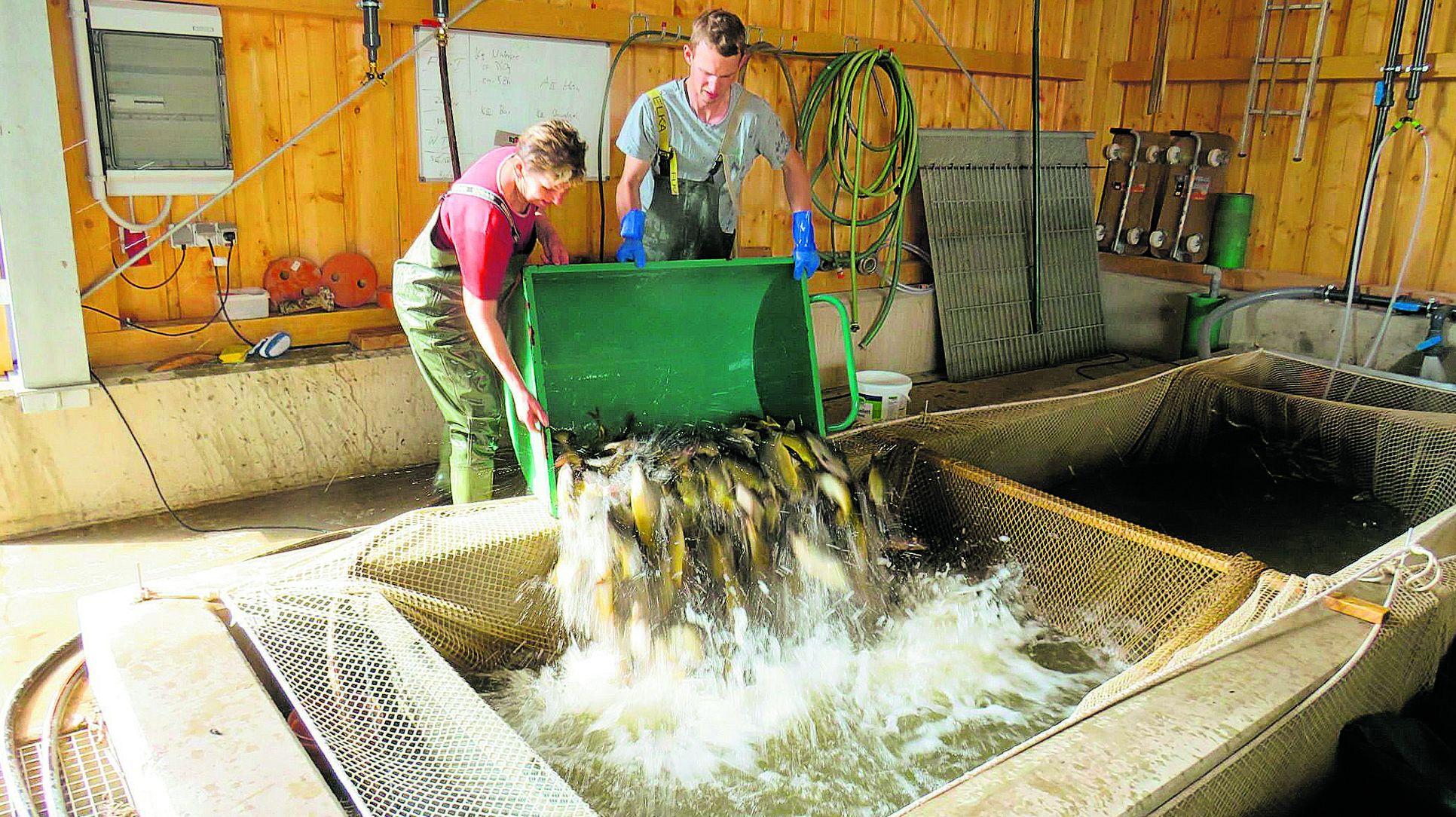 Von Laich und Larven: Wie der Aischgründer Karpfen aufwächst ...