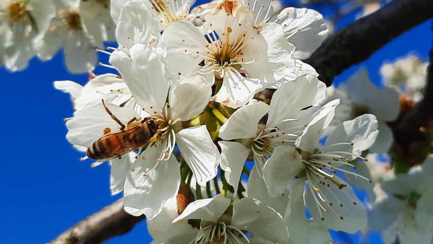 Kirschblüte in Kalchreuth: So schön ist der Frühling