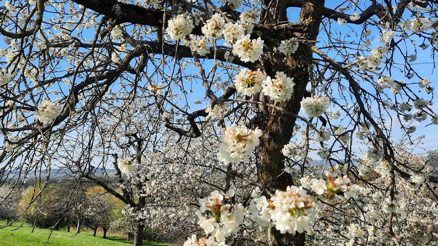 Kirschblüte in Kalchreuth: So schön ist der Frühling