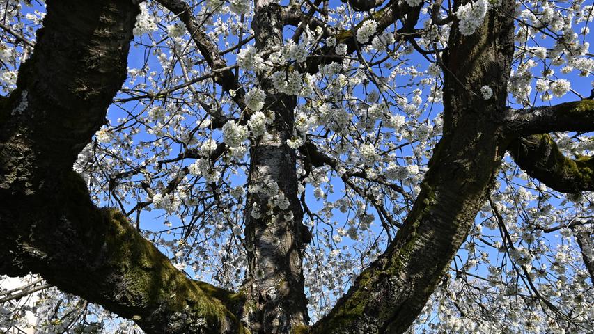 In den Kalchreuther Kirschgärten blüt es prächtig, die Bienen summen und holen sich den Nektar aus den Blüten, und die Menschen erfreuen sich an dem einmalig schönen Anblick. .Foto: Klaus-Dieter Schreiter
