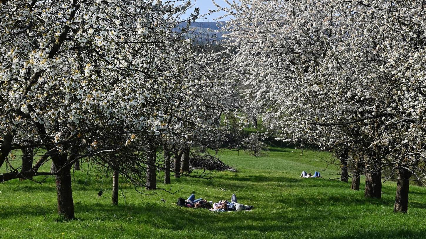 Kirschblüte in Franken: Kalchreuth stöhnt über die Ausflügler