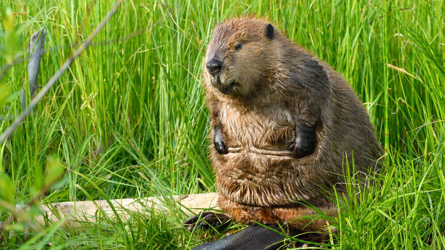 Erhebliche Schäden: Biber knabbern einem ganzen Ort das Internet weg ...