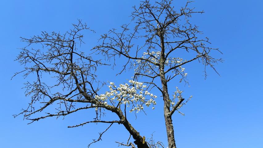 Ein alter Baum zeigt blühenden Lebenswillen. Auch wenn noch keine Blätter zu sehen sind, hat sich der kahle Baum bei Kalchreuth bereits mit weißen Blüten geschmückt, die hell vor dem blauen Frühlingshimmel leuchten.