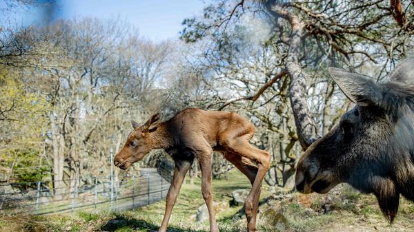 Zudem dürfen die Außenbereiche zoologischer und botanischer Gärten auch in Landkreisen öffnen, in denen ein Inzidenzwert von 100 überschritten wird: Nötig ist laut Staatskanzlei ein höchstens 24 Stunden alter Test für alle Besucher ab 6 Jahren. Auch Autokinos dürfen oberhalb des 100er Werts öffnen.