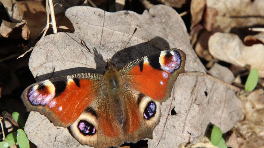 Dieser Schmetterling lässt sich die Sonnenstrahlen des Frühlings auf die Flügel scheinen.