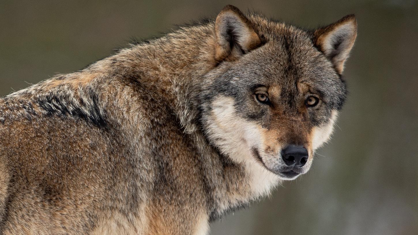 Die zunehmende Verbreitung des Wolfs in Deutschland polarisiert.
