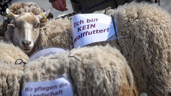 Bauern demonstrieren gegen den Wolf