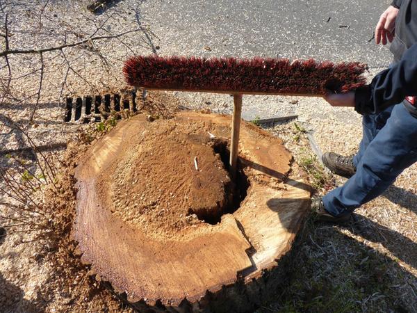 Fäulnis, Schädlinge und Pilze, vor allem aber der Klimawandel hatten den mächtigen Bäumen zugesetzt.
Fäulnis, Schädlinge und Pilze, vor allem aber der Klimawandel hatten den mächtigen Bäumen zugesetzt.